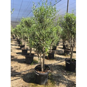 Olea forma natural 25/35 lt